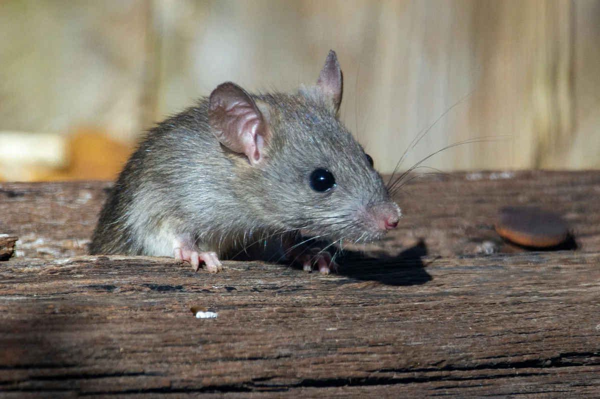 Rat — service dératisation